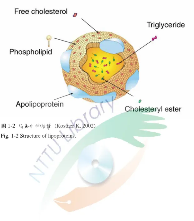 圖 1-2  脂蛋白的結構  (Kostner K, 2002)    Fig. 1-2 Structure of lipoproteins. 