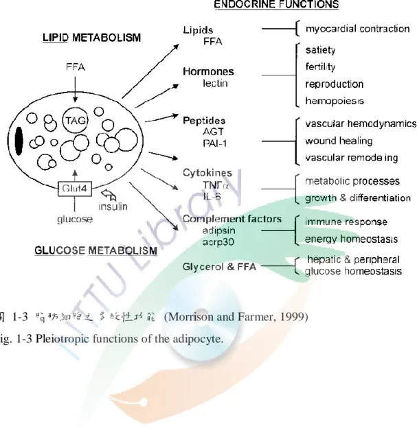 圖  1-3  脂肪細胞之多效性功能  (Morrison and Farmer, 1999)  Fig. 1-3 Pleiotropic functions of the adipocyte