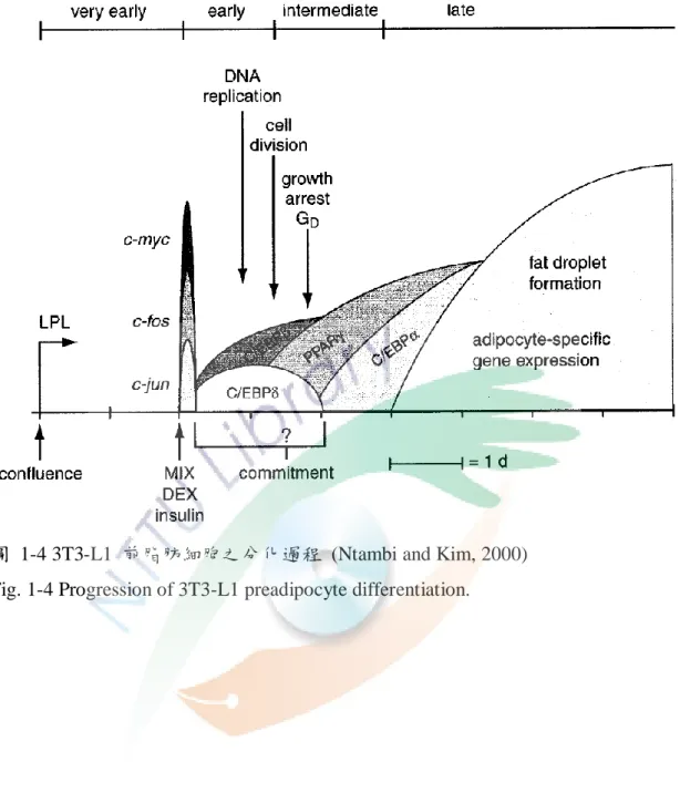 圖  1-4 3T3-L1  前脂肪細胞之分化過程  (Ntambi and Kim, 2000)  Fig. 1-4 Progression of 3T3-L1 preadipocyte differentiation