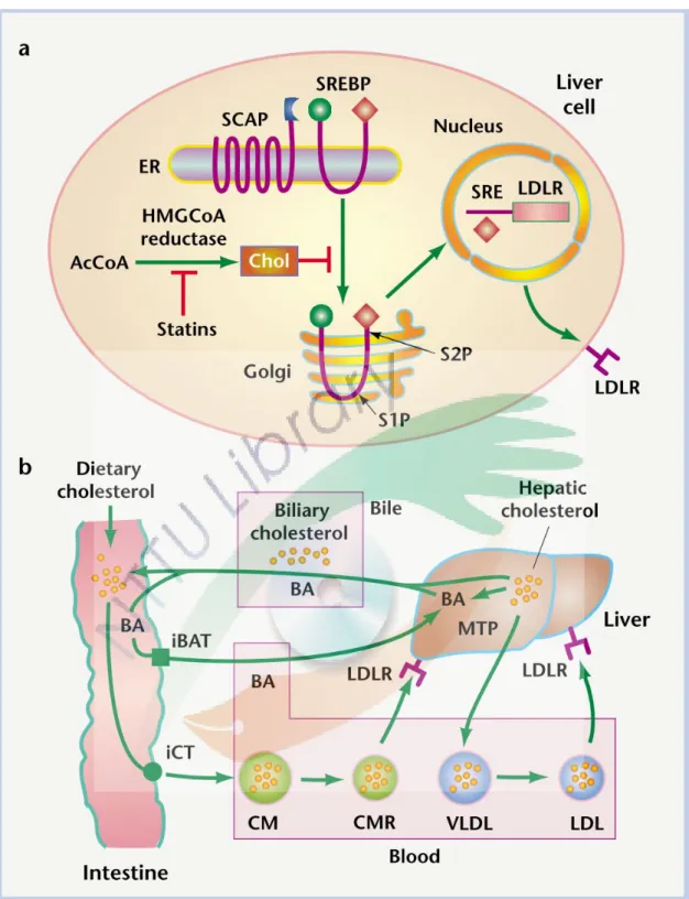 圖 1-7 Monacolin K  於肝細胞及體內之膽固醇代謝調控之作用機制  (Rader, 2001)  Fig.  1-7  The  regulation  of  cholesterol  metabolism  in  the  liver  cell  and  in  vivo  of  Monacolin K