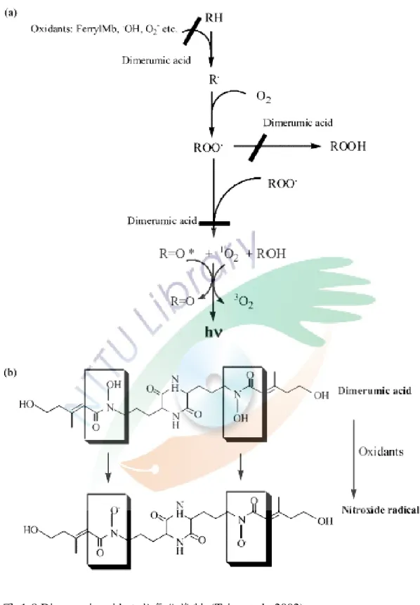 圖  1-8 Dimerumic acid  之抗氧化機制  (Taira et al., 2002)  Fig. 1-8 Mechanism of antioxidation by dimerumic acid