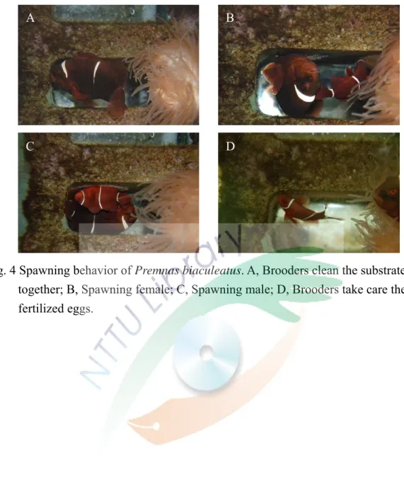 Fig. 4 Spawning behavior of Premnas biaculeatus. A, Brooders clean the substrate  together; B, Spawning female; C, Spawning male; D, Brooders take care the  fertilized eggs