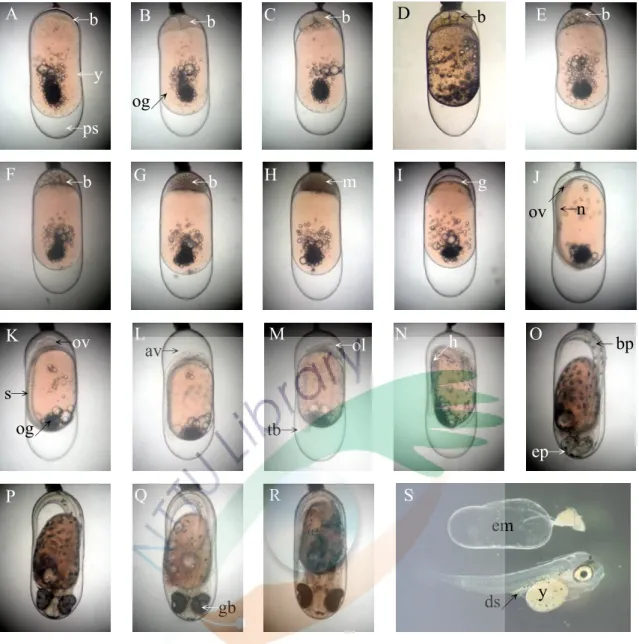 Fig. 5 Embryo development of Premnas biaculeatus. A：Fertilized eggs；B：2-cell  stage；C：4-cell stage；D：8-cell stage；E：16-cell stage；F：32-cell stage；