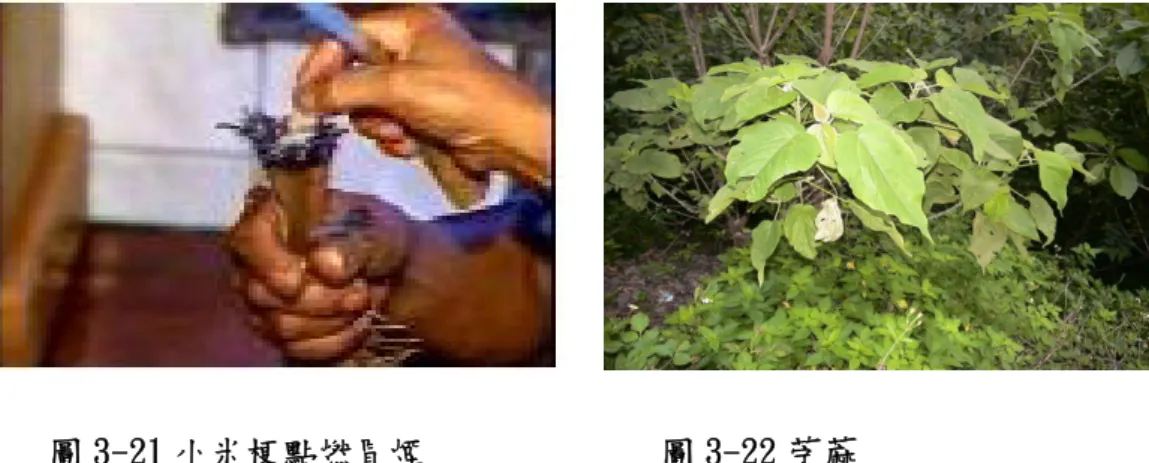 圖 3-21 小米梗點燃冒煙             圖 3-22 苧蔴   18.神珠(無患子 zaqu)︰zaqu 係亞熱帶喬木無患子樹果實之核仁，部份指稱神珠        zaqu 是苦練樹子（吳燕和 1994）為誤，無患子樹遍佈於傳統排灣族領域內，        原始排灣族人直至民國初年多使用無患子樹果實之果皮，當做清潔劑，洗滌        衣物、器具等，去皮後之黑色核仁，即為巫師占卜之儀式性器物。是習巫者        獲神揀選為巫之記號及卜問之用。  圖 3-23 無患子果實      圖 