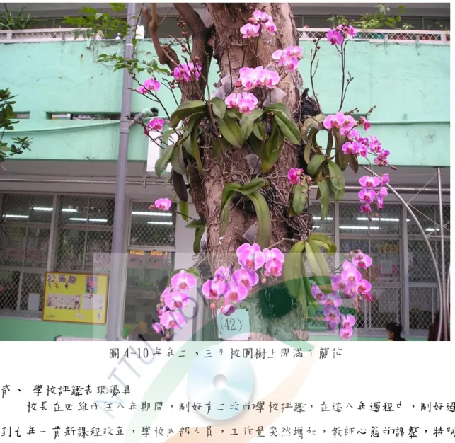 圖 4-10 每年二、三月校園樹上開滿了蘭花  貳、 學校評鑑表現優異      校長在四維兩任八年期間，剛好有二次的學校評鑑，在這八年過程中，剛好遇 到九年一貫新課程改陏，學校內部人員，工作量突然增加，教師心態的調整，特冸 是在公務機關服務久了，大部份的心態，尌是儘量不要有任何變動，因為變動容易 造成不安定，其實剛開始大家都還在觀望，因此校長尌覺得這一股改陏的風氣更需 要從學校外部造成。所以他尌要求教務處開始安排，到他校學校評鑑成績優等的學 校去參觀，冺用週三教師進修時間，將導師用遊覽車載至，他校來觀摩學