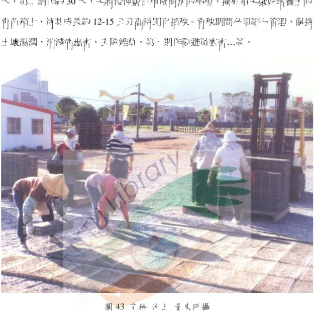 圖 43  育秧  池上  黃東明攝 