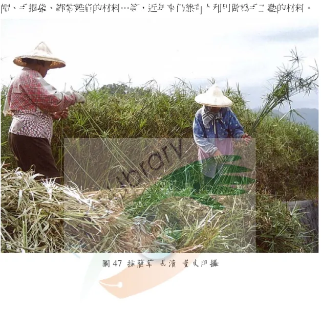 圖 47  採藺草  長濱  黃東明攝 
