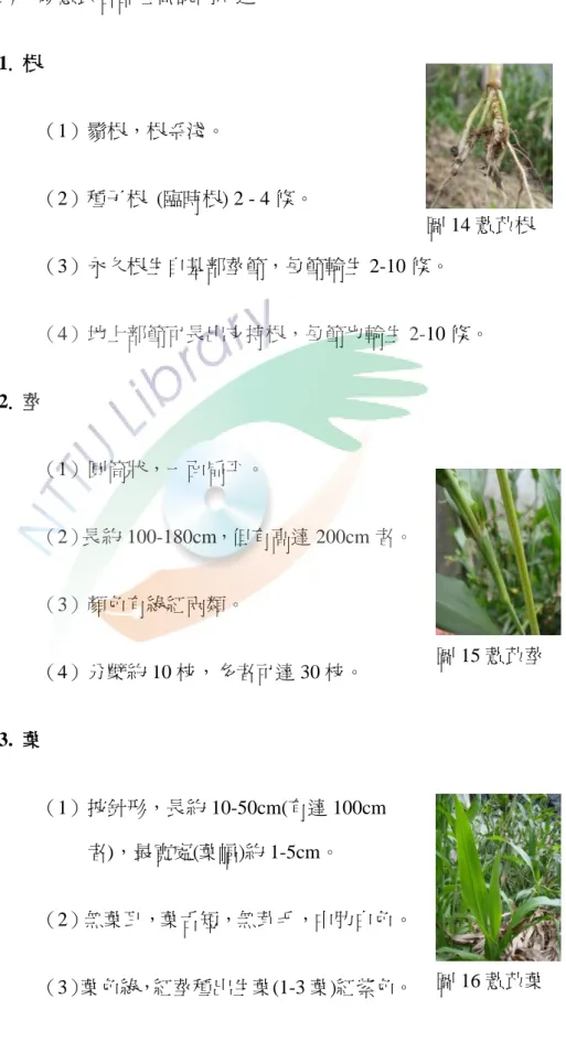 圖 14 薏苡根  圖 15 薏苡莖  圖 16 薏苡葉 （二）薏苡形態 以下尌薏苡各部位做說明敘述。 1.  根 （1）鬚根，根系淺。 （2）種子根  (臨時根) 2 - 4 條。 （3）永久根生自基部莖節，每節輪生 2-10 條。 （4）地上部節可長出支持根，每節也輪生 2-10 條。 2
