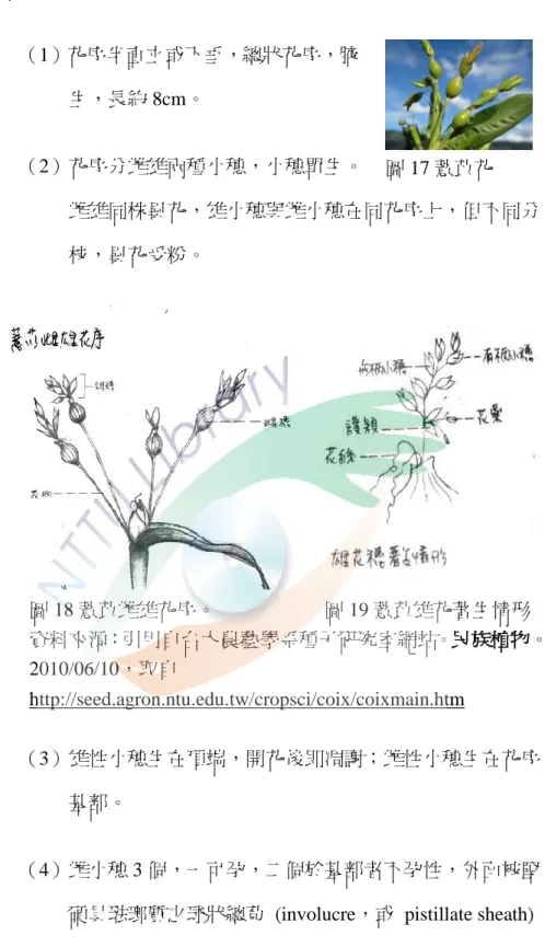 圖 17 薏苡花 4.  花 （1）花序半直立或下垂，總狀花序，腋                 生，長約 8cm。 （2）花序分雌雄兩種小穗，小穗單生。  雌雄同株異花，雄小穗與雌小穗在同花序上，但不同分 枝，異花受粉。              圖 18 薏苡雌雄花序。                      圖 19 薏苡雄花著生情形                    資料來源〆引用自台大農藝學系種子研究室網站。民族植物。 2010/06/10，取自 http://seed.agron.ntu