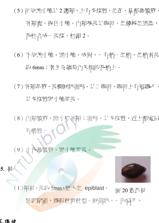 圖 20 薏苡果  （5）可孕雌小穗具 2 護穎，上有多條脈，無芒，基部薄膜質，外穎寬，抱住小穗。內穎狹長具龍骨。無鱗被無雄蕊，花柱合成一長條，柱頭 2。 （6）不孕雌小穗、雄小穗，成對，一有柄一無柄，無柄者長約 6mm々著生在總苞內先端的花柄上。 （7）外穎革質，長橢圓狀卵形，具二龍骨，龍骨上有短纖毛，具多條脈與小穗等長。 （8）內穎膜質，略小於外穎々卵形，具多條脈，近上部處另有橫脈。 （9）小花薄膜質，與小穗等長。 5