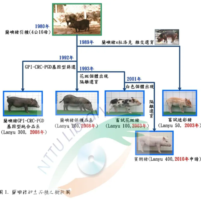 圖 1.  蘭嶼豬衍生品種之樹狀圖 