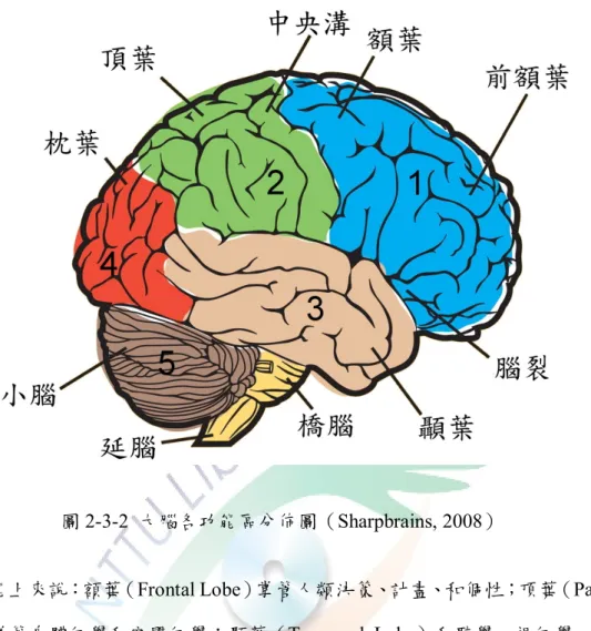 圖 2-3-2 大腦各功能區分佈圖（Sharpbrains, 2008）          功能上來說：額葉（Frontal Lobe）掌管人類決策、計畫、和個性；頂葉（Parietal  Lobe）掌管身體知覺和空間知覺；顳葉（Temperal  Lobe）和聽覺、視知覺、以及 記憶有關。枕葉（Occipital  Lobe）則是有視覺訊號處理的區域。每個葉上面又有 各個大腦皮質（Cortex）區域，有些區域負責知覺、有些區域負責運動。大腦四大 聯合區的位置與功能整理如下表 2-3-1 所示。 