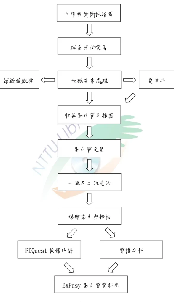 圖 1-3-1 實驗設計流程圖 大腸桿菌菌株培養 磁奈米的製備 加磁奈米處理 顯微鏡觀察  電穿孔 收集蛋白質及抹盤 蛋白質定量 一維及二維電泳 膠體染色與掃描 PDQuest 軟體比對 質譜分析 ExPasy 蛋白質資料庫 