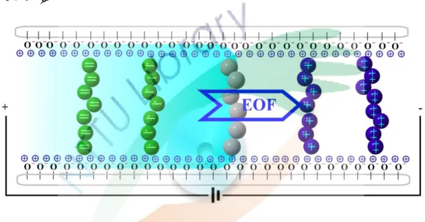 Fig. 3. Separation mechanism of capillary zone electrophoresis (CZE). 