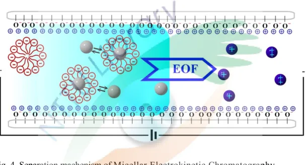 Fig. 4. Separation machenism of Micellar Electrokinetic Chromatography  (MEKC). 