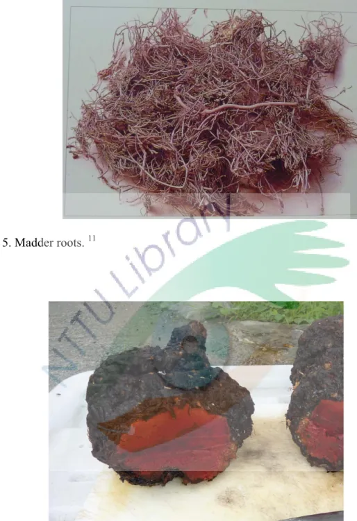 Fig. 5. Madder roots.  11