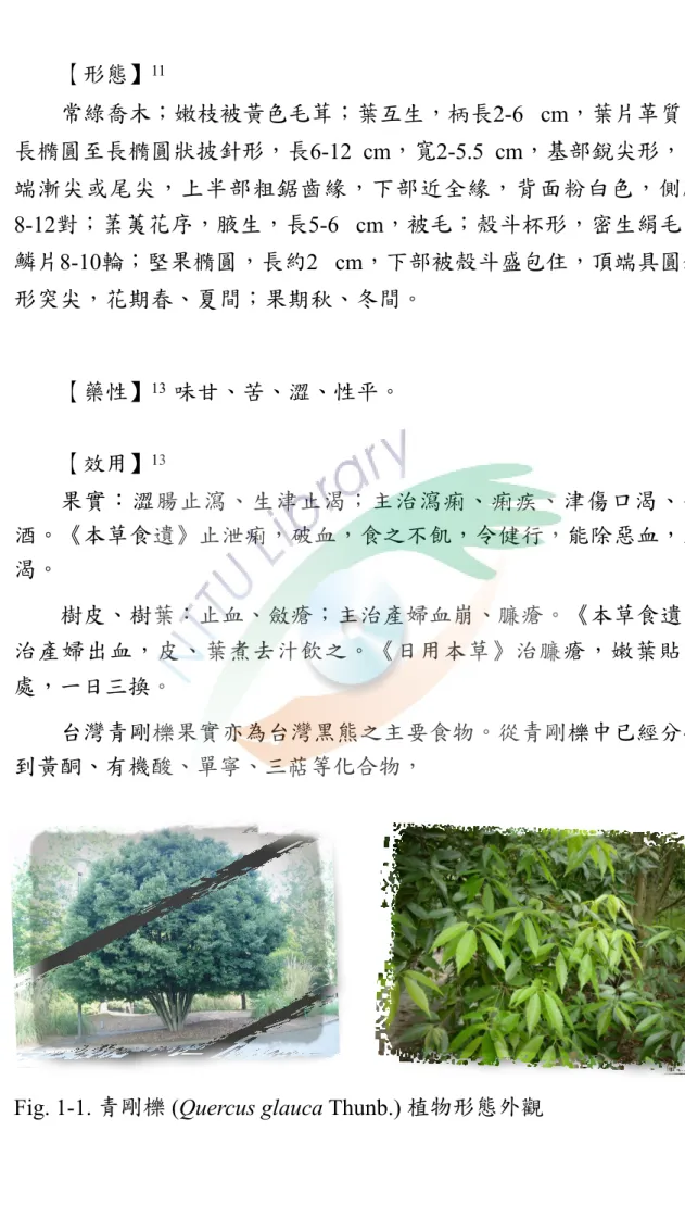 Fig. 1-1. 青剛櫟 (Quercus glauca Thunb.) 植物形態外觀