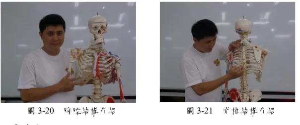 圖 3-20  胸腔結構介紹  圖 3-21  脊椎結構介紹  3.肩膀  亦稱為肩帶，由鎖骨及肩胛骨構成，介於軀幹與上肢骨之間司連結的作 用，鎖骨位於肩部前方，橫架於胸骨與肩胛骨之間，略呈S形的長骨，肩胛骨 位於肩部之背方，呈三角形的扁平骨骼（周德程，1983）。它是許多上了年 紀的中年人常感疼痛的部位，其病名俗稱五十肩又稱為「冰凍肩」 ，正式學名 叫「粘連性關節囊炎」 ，是一種常見的骨關節疾病，而肩部慢性疼痛亦為目前 許多電腦族困擾問題之一，因而拜訪上肢銜接軀幹的關節、體會肩胛骨和肋 骨的關係、肩胛骨和