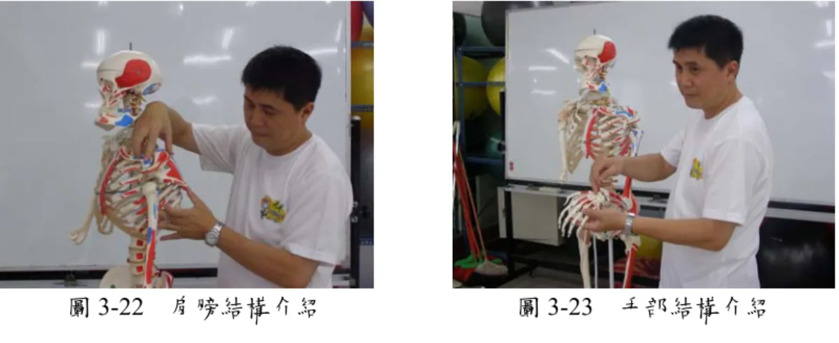 圖 3-22  肩膀結構介紹  圖 3-23  手部結構介紹  5.髖關節  髖關節為下肢骨骼的一部份，下肢骨骼可區分為腰帶、股（大腿）、小 腿及足等四部，髖骨在青春期前可區分為髂（腸）骨、坐骨、恥骨等3骨。以 軟骨相互結合但至成人後，即骨化而3骨相互癒著成為一塊髖骨。上述3骨的 結合部在髖骨外側面，形成圓而中央帶有深陷凹的構造稱為骼骨臼，此臼乃 與股骨頭組成髖關節（hip joint） （周德程， 1983）。髖關節，它位於骨盆（pelvis）