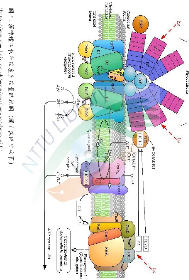 圖 七 .藻 膽 體 吸 收 光 能 產 生 能 量 路 徑 圖 (圖 片 說 明 於 次 頁 )