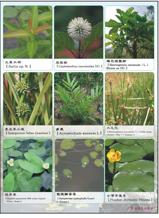 圖 4-18    長濱國小教學生態池生態植物照片節錄 