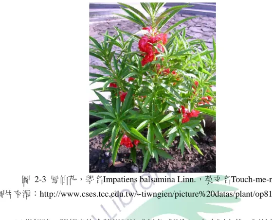 圖 2-3 鳳仙花，學名Impatiens balsamina Linn.，英文名Touch-me-not  圖片來源：http://www.cses.tcc.edu.tw/~tiwngien/picture%20datas/plant/op812.jpg      15 世紀時，明朝皇族會將指甲染成黑色或深紅，在中國古代，屬於權貴階級 的男人、女人皆留超長指甲，顯示其毋須勞動的身分。有些古代官員甚至還使用 裝飾性的金屬假指甲，增加指甲長度，顯示其尊榮富貴的地位，其中尤以金色， 更顯尊貴，非凡夫可以擁有。到