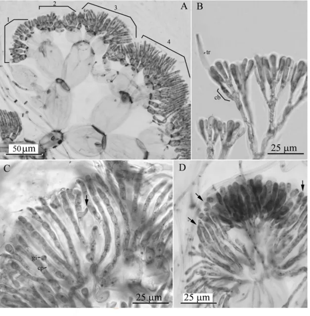 圖 3.2.20. Akalaphycus liagorioides  果胞枝和果孢子體發育過程（南灣，03 Feb.  2003） 。  A、雌性藻體要分裂果胞枝前會先由皮層頂端細胞延長並橫切出數個新營養細 胞（1-3），並形成細絲狀營養絲（4）。  B、果胞枝（cb）側生於新長出的細絲狀營養絲上，具細長的受精絲（tr） 。  C、授精後果卵胞（cp）延長橫切產生原始產孢細胞（gi） ，果胞枝周圍營養絲 開始延長增生形成絲狀不孕枝（箭號） 。  D、發育中的果孢子體與周圍不斷分裂出新不孕枝的營養絲（箭號）