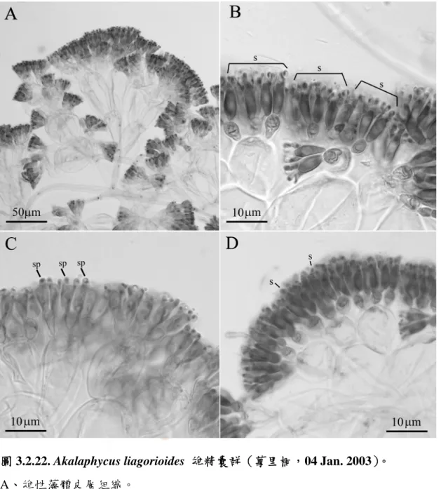 圖 3.2.22. Akalaphycus liagorioides  雄精囊群（萬里桐，04 Jan. 2003）。 