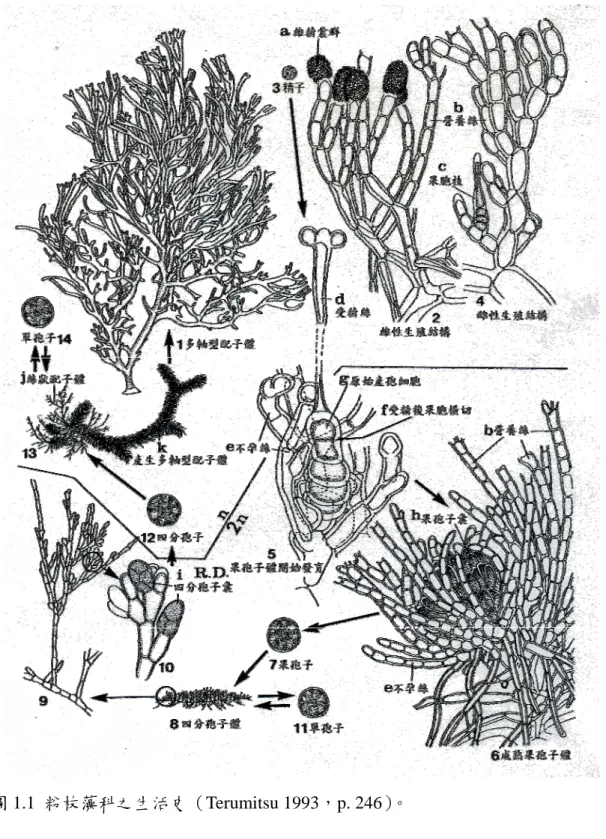 圖 1.1  粉枝藻科之生活史（Terumitsu 1993，p. 246）。 