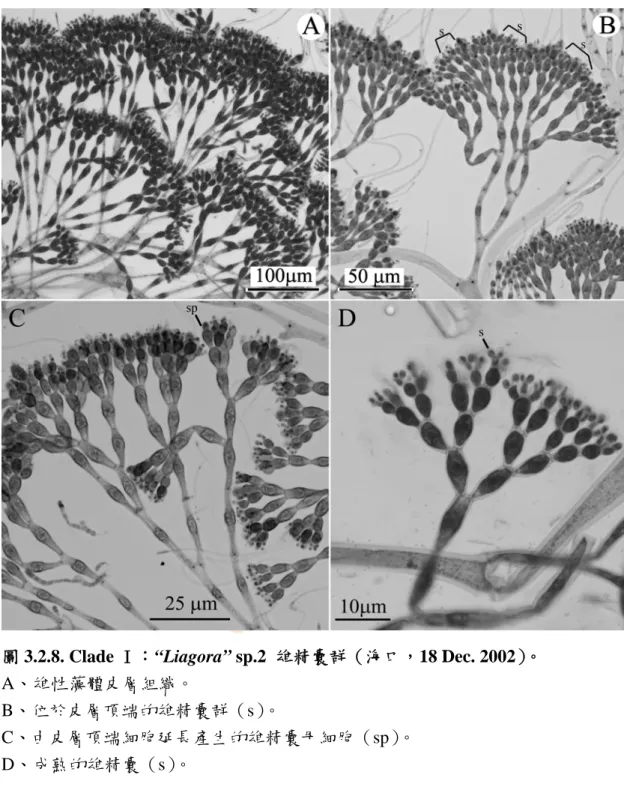 圖 3.2.8. Clade Ⅰ：“Liagora” sp.2  雄精囊群（海口，18 Dec. 2002）。 