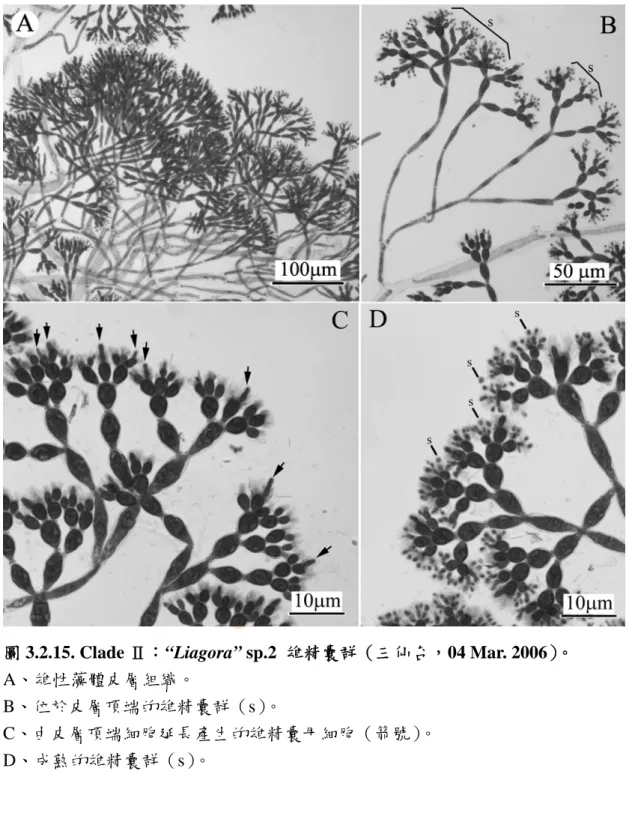 圖 3.2.15. Clade Ⅱ：“Liagora” sp.2  雄精囊群（三仙台，04 Mar. 2006）。 