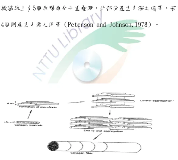圖 2-3 膠原蛋白的微纖維構造(Nimni  et al .,1988) 