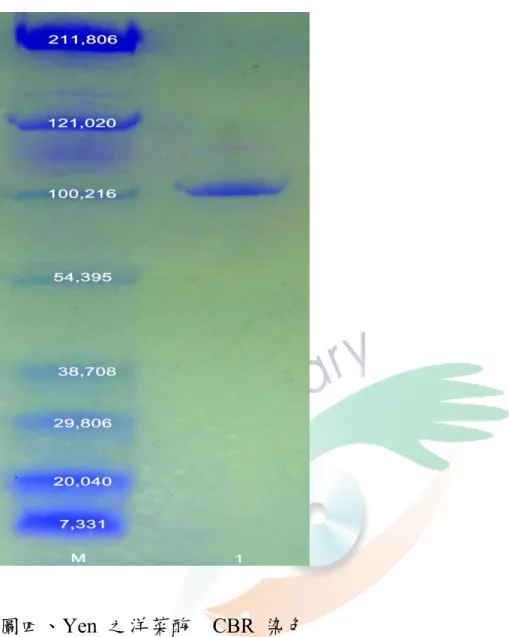 Fig. 4. SDS-PAGE CBR staining of agarase fromYen. 