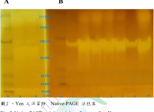 Fig. 5. Native-PAGE activity staining of agarase fromYen. 