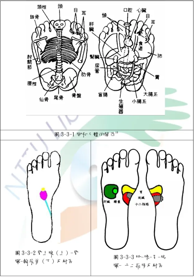 圖 3-3-1 腳和人體的關係 18                                                                                           圖 3-3-2 腎上腺（上）-腎 臟-輸尿管（下）反射區  圖 3-3-3 肝-膽-胃-胰 臟- 十二指腸反射區 