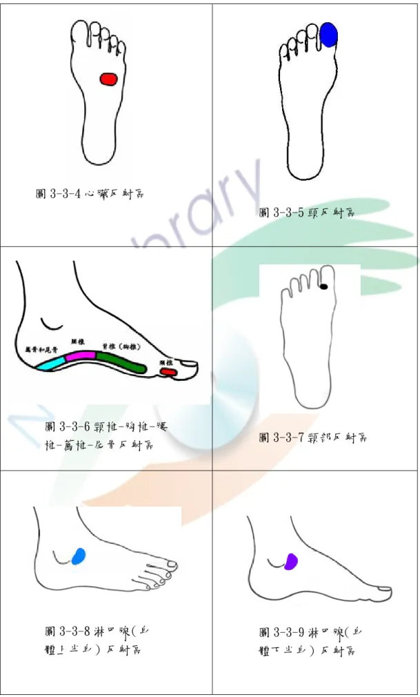 圖 3-3-4 心臟反射區  圖 3-3-8 淋巴腺（身 體上半身）反射區  圖 3-3-9 淋巴腺（身 體下半身）反射區  圖 3-3-7 頸部反射區 圖 3-3-6 頸椎-胸椎-腰椎-薦椎-尾骨反射區 圖 3-3-5 頭反射區 