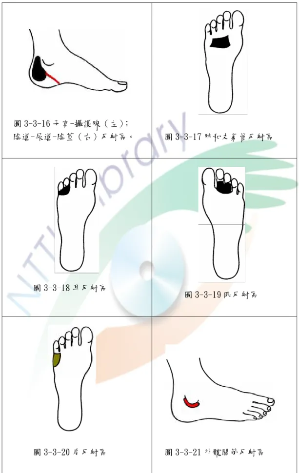 圖 3-3-16 子宮-攝護腺（左） ；