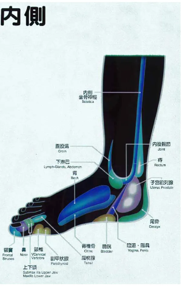 圖 4-3-4 足部內側面反射區（資料來源：鄒進福-病理按摩法，頁 134） 