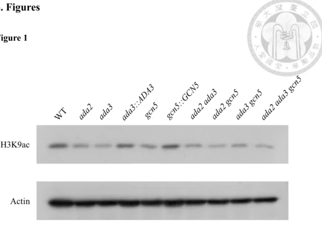 Figure 1. Deletion of ADA3 and GCN5 decreased the acetylation level of H3K9 in  C. glabrata