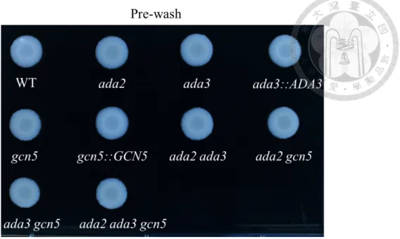 Figure 6. Deletion of C. glabrata ADA3 or GCN5 enhanced agar invasion.   