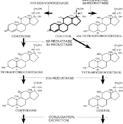 Fig 3. Schematic diagram of the metabolism of adrenal cortisol          （Möstl and Palme, 2002） 