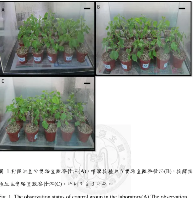 圖  1.對照組置於實驗室觀察情況(A)，噴灑接種組在實驗室觀察情況(B)，接觸接 種組在實驗室觀察情況(C)。比例尺為 3 公分。 