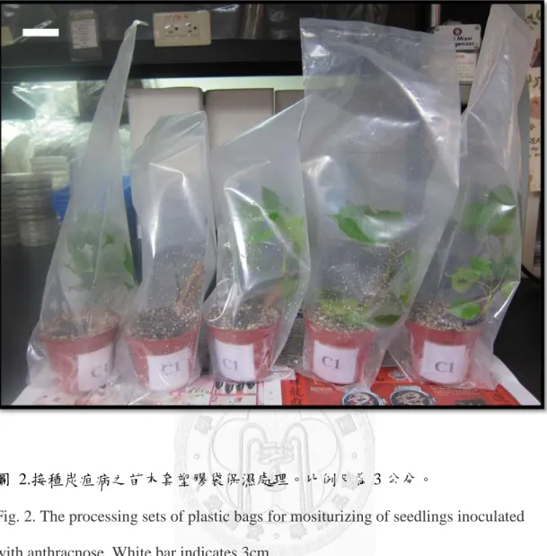 圖  2.接種炭疽病之苗木套塑膠袋保濕處理。比例尺為 3 公分。 