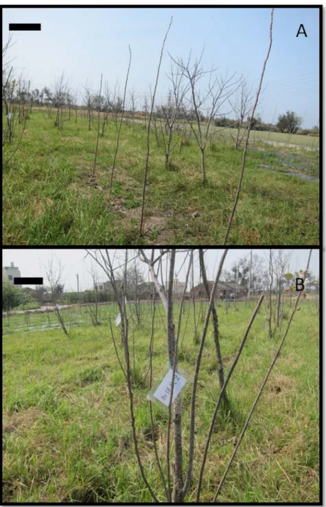圖  3.咖啡木蠹蛾危害嚴重之楊樹種植地(A)，藥劑施用採隨機分佈，中間間隔不 施用藥劑之楊樹植株(B)。比例尺為 10 公分。 