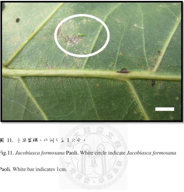 圖  11.  小綠葉蟬。比例尺為 1 公分。 