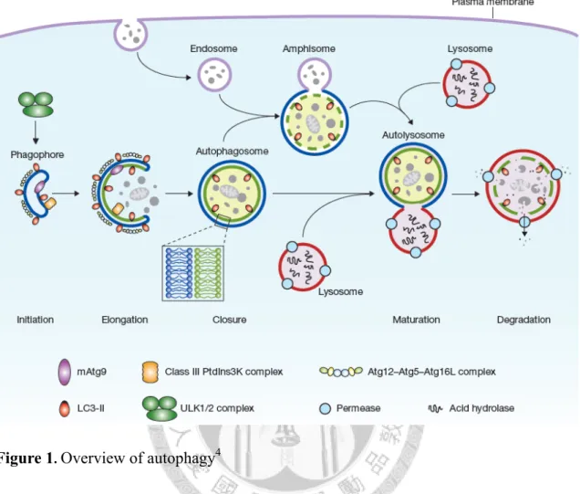 Figure 1 .  Overview of autophagy 4