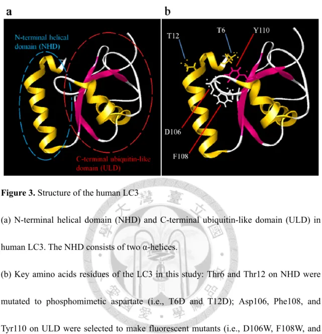 Figure 3. Structure of the human LC3 