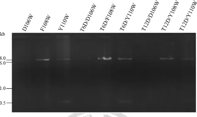 Figure 6. PCR check for the fluorescent LC3s and their phosphomimetic double 