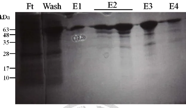 Figure 7. SDS-PAGE check for the amylose-resin-pulled down fusion protein  MBP-LC3 wild type (about 57 kDa) 