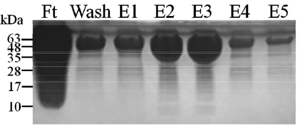 Figure 9. SDS-PAGE check for the amylose-resin-pulled down fusion protein 